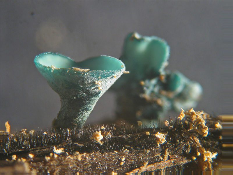 Chlorociboria (Chlorosplenium) aeruginascens